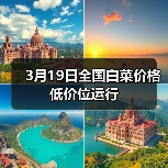 3月19日全国白菜价格低价位运行(图4) 3月19日全国白菜价格低价位运行(图4)