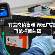 竹鼠肉销售难 养殖户靠竹鼠种苗获益(图3) 竹鼠肉销售难 养殖户靠竹鼠种苗获益(图3)