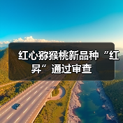 红心猕猴桃新品种“红昇”通过审查(图1) 红心猕猴桃新品种“红昇”通过审查(图1)