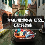侧柏树夏绿冬青 搭配山石极具美感(图3) 侧柏树夏绿冬青 搭配山石极具美感(图3)