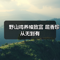 野山鸡养殖致富 屈香珍从无到有(图2) 野山鸡养殖致富 屈香珍从无到有(图2)