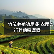竹鼠养殖骗局多 农民入行养殖需谨慎 竹鼠养殖骗局多 农民入行养殖需谨慎
