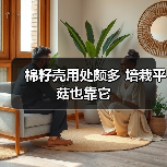 棉籽壳用处颇多 培栽平菇也靠它(图4) 棉籽壳用处颇多 培栽平菇也靠它(图4)