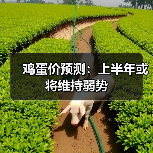 鸡蛋价预测:上半年或将维持弱势(图3) 鸡蛋价预测:上半年或将维持弱势(图3)