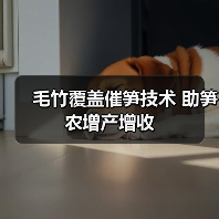 毛竹覆盖催笋技术 助笋农增产增收(图3) 毛竹覆盖催笋技术 助笋农增产增收(图3)
