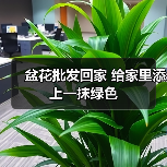盆花批发回家 给家里添上一抹绿色(图4) 盆花批发回家 给家里添上一抹绿色(图4)