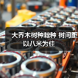 大乔木树种栽种 树间距以八米为佳(图2) 大乔木树种栽种 树间距以八米为佳(图2)