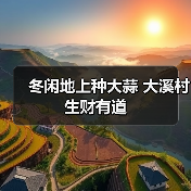 冬闲地上种大蒜 大溪村生财有道(图3) 冬闲地上种大蒜 大溪村生财有道(图3)