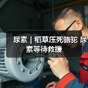 尿素 | 稻草压死骆驼 尿素等待救援(图2) 尿素 | 稻草压死骆驼 尿素等待救援(图2)
