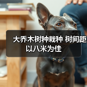 大乔木树种栽种 树间距以八米为佳(图4) 大乔木树种栽种 树间距以八米为佳(图4)