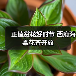 正值赏花好时节 西府海棠花齐开放(图1) 正值赏花好时节 西府海棠花齐开放(图1)