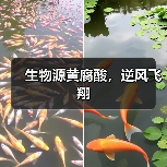 生物源黄腐酸,逆风飞翔(图4) 生物源黄腐酸,逆风飞翔(图4)