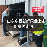 山东东营新鲜桑葚上市价高仍走俏(图1) 山东东营新鲜桑葚上市价高仍走俏(图1)