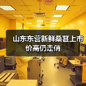 山东东营新鲜桑葚上市价高仍走俏(图3) 山东东营新鲜桑葚上市价高仍走俏(图3)