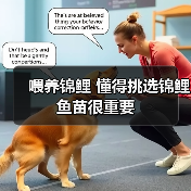 喂养锦鲤 懂得挑选锦鲤鱼苗很重要(图3) 喂养锦鲤 懂得挑选锦鲤鱼苗很重要(图3)