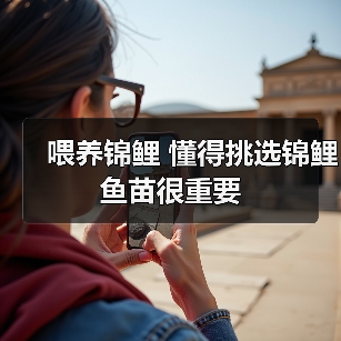喂养锦鲤 懂得挑选锦鲤鱼苗很重要(图4) 喂养锦鲤 懂得挑选锦鲤鱼苗很重要(图4)