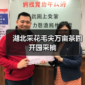 湖北采花毛尖万亩茶园开园采摘(图1) 湖北采花毛尖万亩茶园开园采摘(图1)
