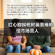 红心猕猴桃树苗虽难栽 但市场喜人 红心猕猴桃树苗虽难栽 但市场喜人