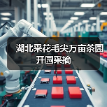 湖北采花毛尖万亩茶园开园采摘(图3) 湖北采花毛尖万亩茶园开园采摘(图3)