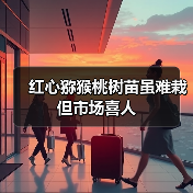 红心猕猴桃树苗虽难栽 但市场喜人(图4) 红心猕猴桃树苗虽难栽 但市场喜人(图4)