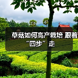 草菇如何高产栽培 跟着“四步”走（图2）
