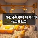 棉籽市场平稳 棉壳价格有走高趋势(图1) 棉籽市场平稳 棉壳价格有走高趋势(图1)