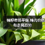 棉籽市场平稳 棉壳价格有走高趋势(图2) 棉籽市场平稳 棉壳价格有走高趋势(图2)