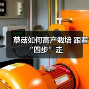 草菇如何高产栽培 跟着“四步”走（图4）