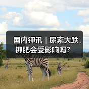 国内钾讯 | 尿素大跌，钾肥会受影响吗？（图4）