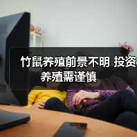竹鼠养殖前景不明 投资养殖需谨慎 竹鼠养殖前景不明 投资养殖需谨慎