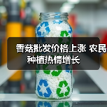 香菇批发价格上涨 农民种植热情增长 香菇批发价格上涨 农民种植热情增长