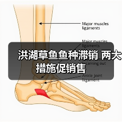 洪湖草鱼鱼种滞销 两大措施促销售(图2) 洪湖草鱼鱼种滞销 两大措施促销售(图2)