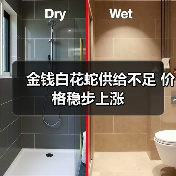 金钱白花蛇供给不足 价格稳步上涨(图4) 金钱白花蛇供给不足 价格稳步上涨(图4)