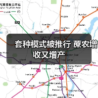 套种模式被推行 蔗农增收又增产 套种模式被推行 蔗农增收又增产