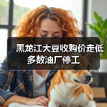 黑龙江大豆收购价走低 多数油厂停工(图3) 黑龙江大豆收购价走低 多数油厂停工(图3)