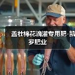 盖壮棉花滴灌专用肥-凯罗肥业(图2) 盖壮棉花滴灌专用肥-凯罗肥业(图2)