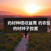 药材种植收益高 药农售药材种子致富(图1) 药材种植收益高 药农售药材种子致富(图1)