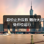 蒜价止升反跌 烟台大蒜低价位运行(图1) 蒜价止升反跌 烟台大蒜低价位运行(图1)
