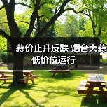 蒜价止升反跌 烟台大蒜低价位运行(图4) 蒜价止升反跌 烟台大蒜低价位运行(图4)