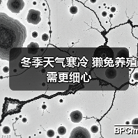 冬季天气寒冷 獭兔养殖需更细心(图3) 冬季天气寒冷 獭兔养殖需更细心(图3)