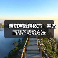 西葫芦栽培技巧,春冬西葫芦栽培方法(图2) 西葫芦栽培技巧,春冬西葫芦栽培方法(图2)