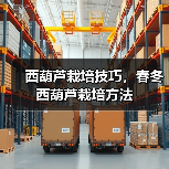 西葫芦栽培技巧,春冬西葫芦栽培方法(图4) 西葫芦栽培技巧,春冬西葫芦栽培方法(图4)
