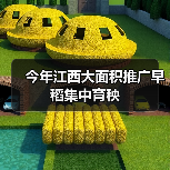 今年江西大面积推广早稻集中育秧（图3）
