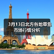 3月13日北方各地草鱼市场行情分析（图2）