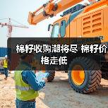 棉籽收购潮将尽 棉籽价格走低（图2）