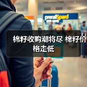 棉籽收购潮将尽 棉籽价格走低（图3）