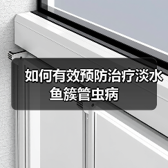 如何有效预防治疗淡水鱼簇管虫病（图4）
