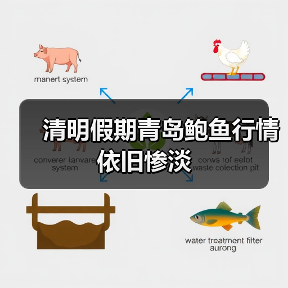 清明假期青岛鲍鱼行情依旧惨淡(图4) 清明假期青岛鲍鱼行情依旧惨淡(图4)