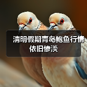 清明假期青岛鲍鱼行情依旧惨淡 清明假期青岛鲍鱼行情依旧惨淡