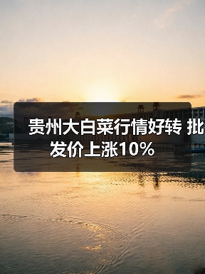 贵州大白菜行情好转 批发价上涨10% 贵州大白菜行情好转 批发价上涨10%